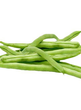 山东老品种四季豆种子蔬菜