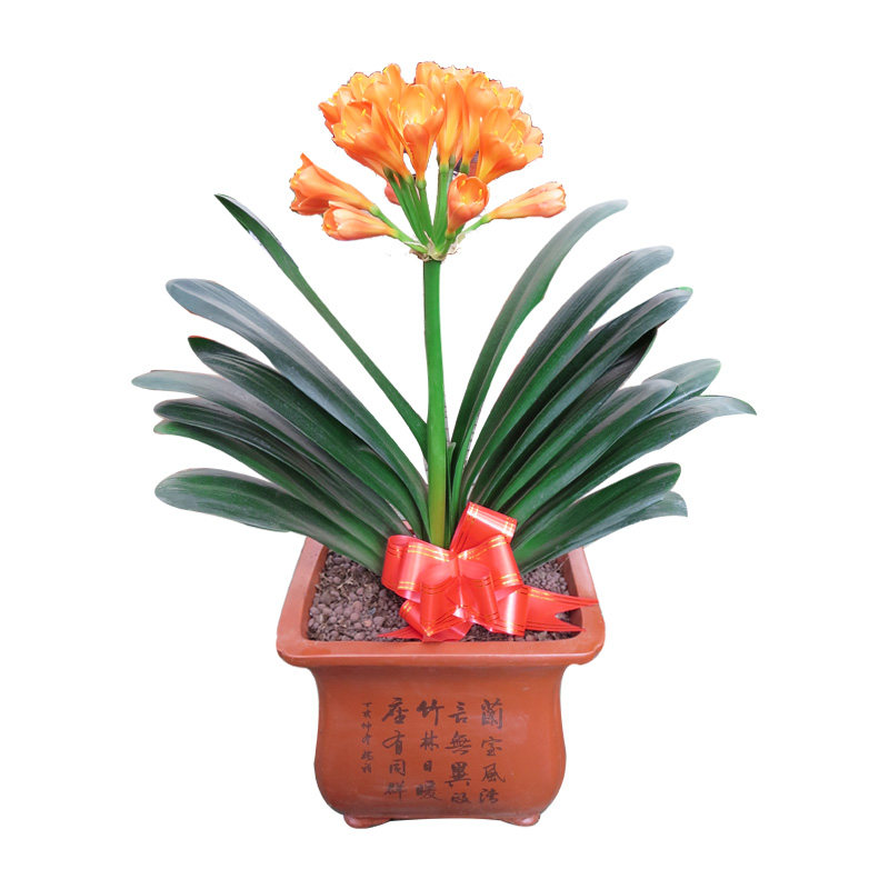 君子兰花卉盆栽带花苞顺丰包邮精品礼物乔迁盆栽室内桌面好养