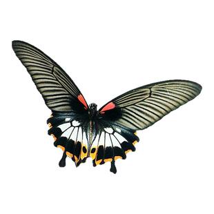 美凤蝶大型高端蝴蝶活体无毒毛虫卵幼虫蛹糖宝精灵可爱可饲养孵化