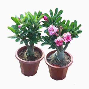 沙漠玫瑰一年苗花卉植物庭院阳台好养四季开花观花室内外绿植盆栽