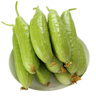 正宗海阳白玉黄瓜新鲜水果生吃白黄瓜5斤包邮当季现摘脆嫩小黄瓜