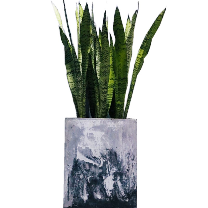 绿色虎尾兰银脉高脚长虎皮兰盆栽室内室外办公室植物耐光好养绿植