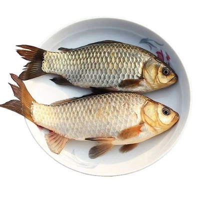 微山湖新鲜野鲫鱼鲜活现杀