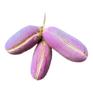 野生八月瓜种子特色紫果八月瓜树庭院爬藤植物食用水果八月炸种籽