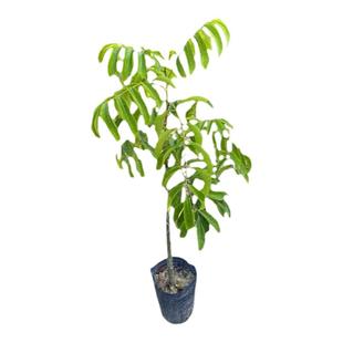 黑橄榄苗乌橄榄嫁接工艺橄榄树苗南方庭院盆地栽带土带叶当年结果