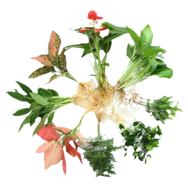 水培植物室内好养绿植鱼缸水草和鱼共养绿萝富贵竹铜钱草造景专用
