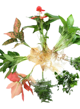 【鱼缸专用】水培植物净化水质