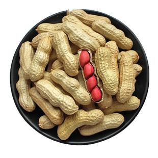 高产红皮四粒花生种子早熟皮薄原种大花生种子优质带壳红花生种子