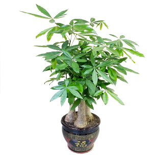 新款发财树头大棵盆栽高端单杆摆件植物室内客厅办公室独杆大树桩