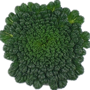 霜冻粗叶塔菜有机新鲜蔬菜露天乌塌菜塌棵菜黑菜时令菜上海食用