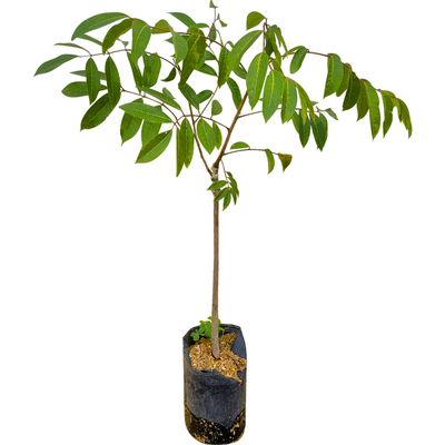 橄榄果树嫁接苗南北方种植