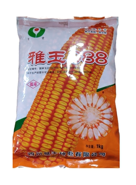 高产国审玉米种子雅玉988高低海拔可种植耐旱耐瘠薄棒子大抗性好