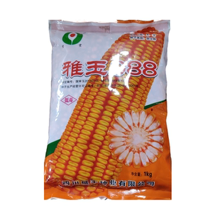 高产国审玉米种子雅玉988高低海拔可种植耐旱耐瘠薄棒子大抗性好
