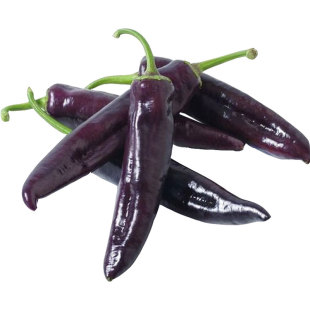 紫妃尖椒种子黑紫色彩椒苗辣椒高产抗病牛角寿光蔬菜种籽孑籽种