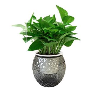 绿萝盆栽室内植物花卉绿植水培客厅净化空气绿箩新房家用好养易活