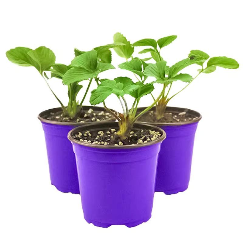寿光西兰苔苗耐寒春秋种植