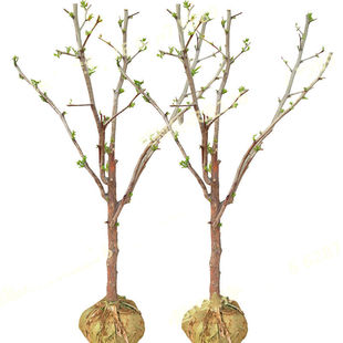 枣树活苗特大枣树带土球盆栽庭院地栽南北方种植当年结果冬枣二代