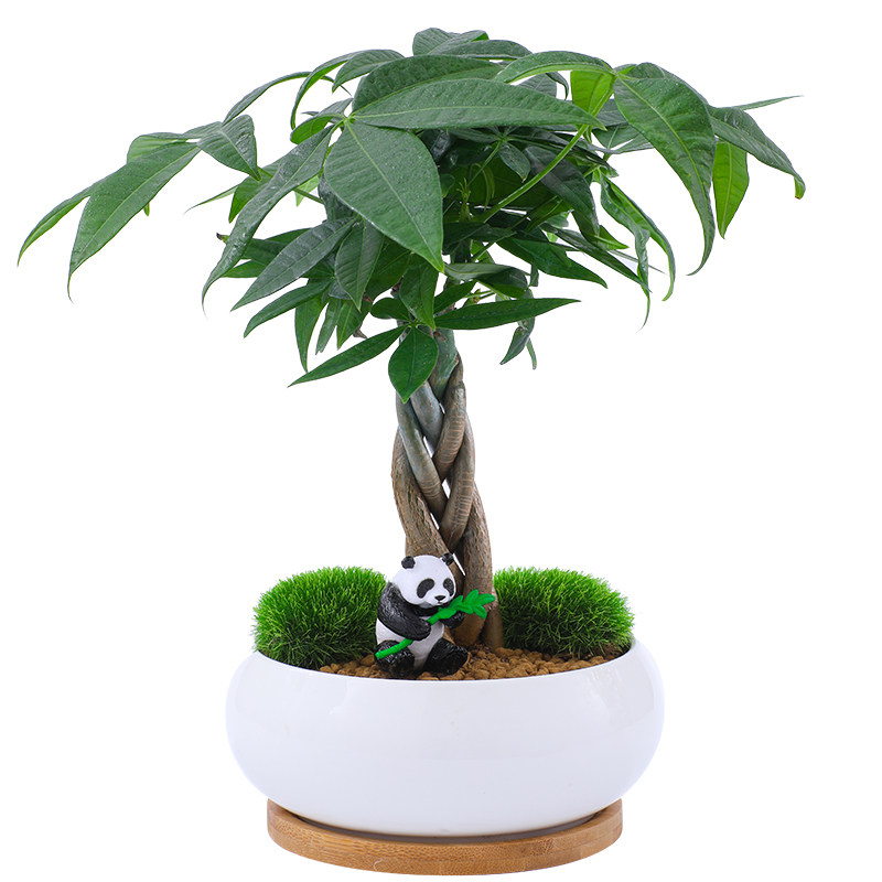 绿植小盆景摆件办公桌发财树四季