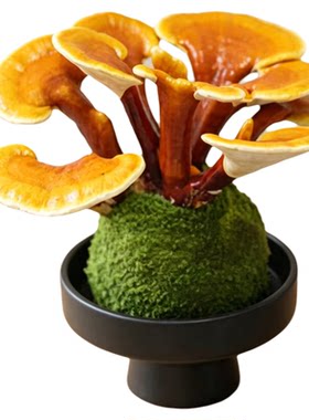灵芝盆栽苔藓球水培植物办公室内桌面绿植盆景招财摆件懒人好养花
