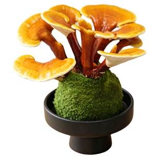 灵芝盆栽苔藓球水培植物办公室内桌面绿植盆景招财摆件懒人好养花