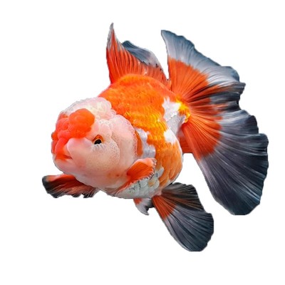 金鱼兰寿金鱼 黄金锦鲤 百褶泰狮活鱼红狮子头国狮金鱼淡水冷水鱼