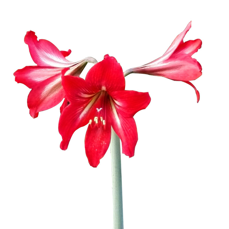 朱顶红盆栽朱顶红5月开花石蒜科