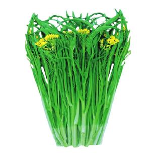 甜脆柳叶菜心种子四季甜菜心种籽孑广东油青菜心蔬菜冬季青菜桂林