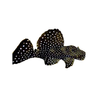 南美纯种野生异形淡水小型清道夫