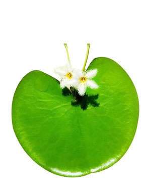浮萍水草水葫芦水芙蓉种子