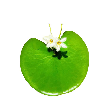 浮萍水草水葫芦水芙蓉种子