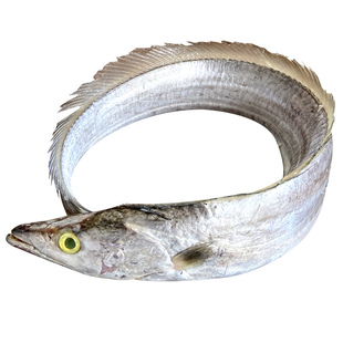 大带鱼深海黄眼带海鱼新鲜冷冻潮汕海鲜水产生鲜本港大刀鱼带鱼段