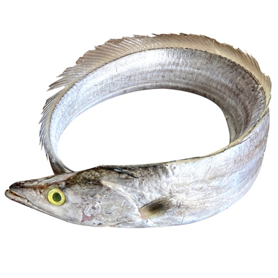 大带鱼段一份切好一斤装