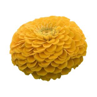 进口切花百日草种子 天才系列 重瓣耐热庭院阳台盆栽室外花卉种子