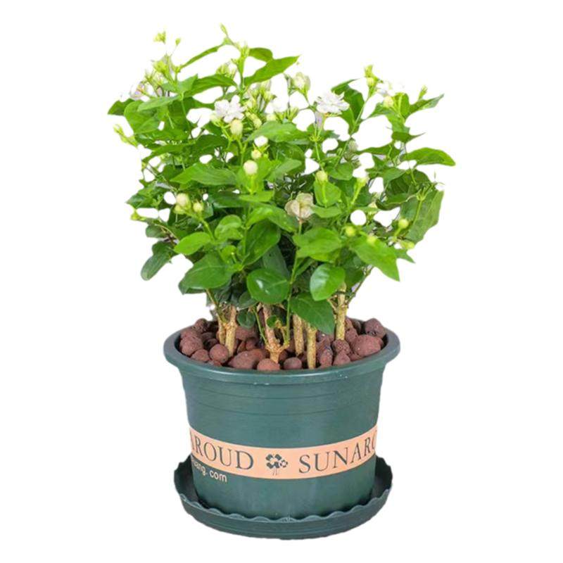 【精选】茉莉花盆栽苗重瓣浓香型室内阳台庭院盆景植物盆栽好养