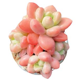 【一物一拍】洛神厚叶圆嘟嘟多肉植物新手办公室内阳台小盆栽绿植