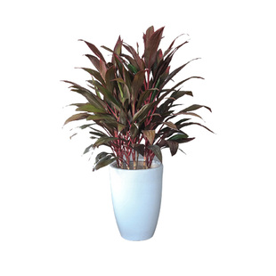 红叶朱蕉盆栽大型室内客厅卧室除甲醛观叶盆景花卉水培红叶铁植物