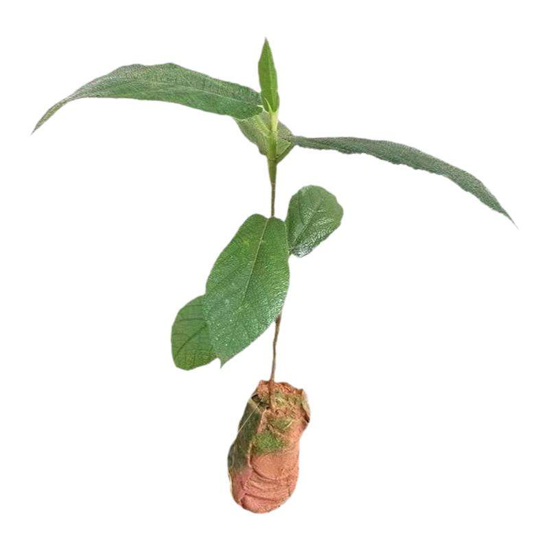 正宗五指毛桃杯苗广西发货易成活