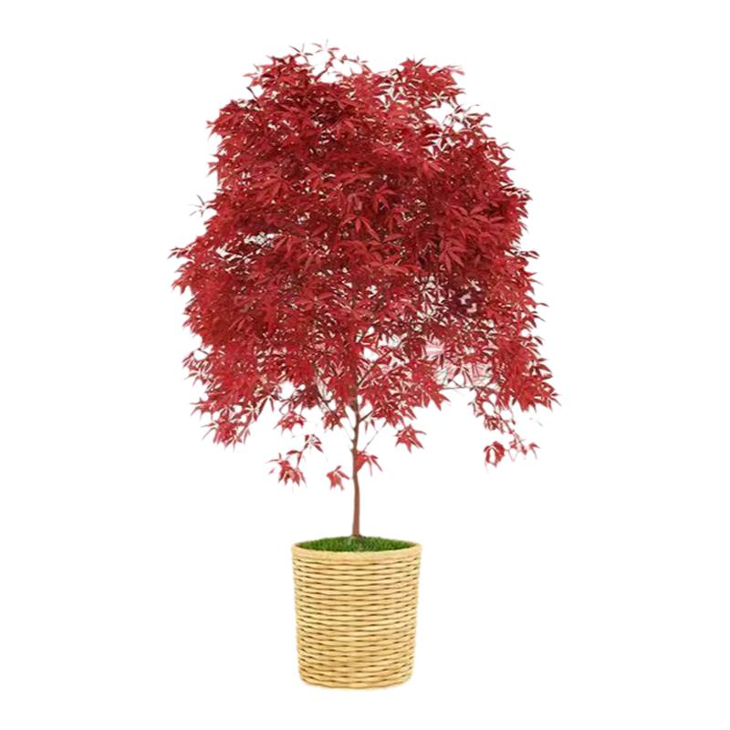 正宗羽毛枫树苗庭院植物日本红枫苗红绿羽毛枫苗盆栽花卉庭院别墅