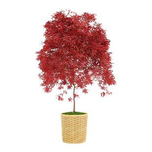 正宗羽毛枫树苗庭院植物日本红枫苗红绿羽毛枫苗盆栽花卉庭院别墅