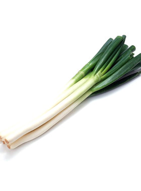 种子蔬菜河北庆丰鸡腿葱种子