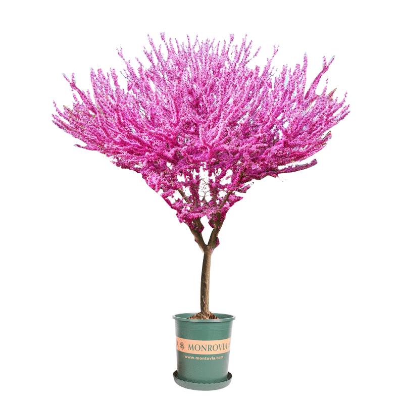 正宗桃花樹苗許愿樹盆栽樹苗桃樹苗當(dāng)年開花室內(nèi)盆栽室外地栽綠植
