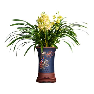 年宵花大花蕙兰香水香兰带花浓香