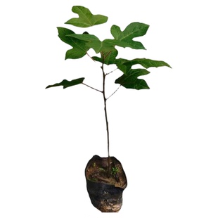 枫香树苗古枫香树药材树广西枫香叶黑色植物染料三角枫苗造林复绿
