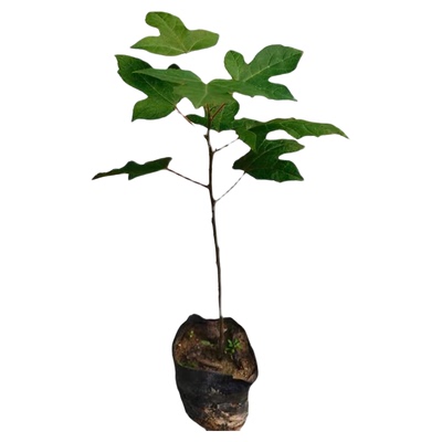 枫香树苗古枫香树药材树广西枫香叶黑色植物染料三角枫苗造林复绿