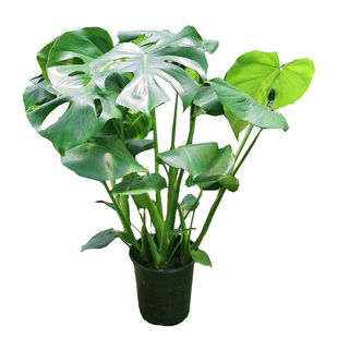 龟背竹观叶植物室内客厅办公室大盆栽绿植盆景净化空气老桩