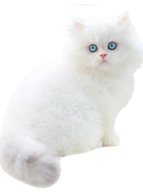 英国长毛猫咪英短金点长毛猫活体