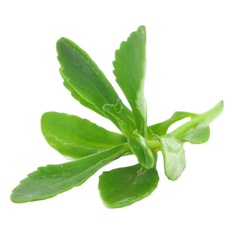 新鲜养心菜高钙蔬菜景天三七菜