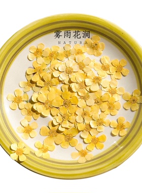 ins黄色毛茛花押花标本油画质感