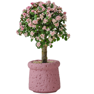 金枝玉叶盆栽多肉植物室内客厅办公室桌面绿植懒人好养活花卉盆景