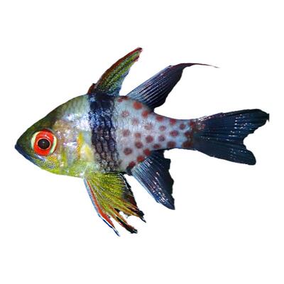 天使红眼巴厘活体宠物海水鱼